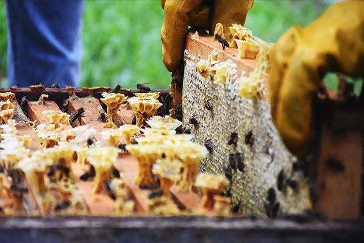 Doğu Karadeniz'in bal ihracatı 2 milyonu aştı haberinin görseli