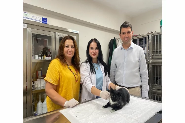 Minik Patiler Kliniği’nde 2 bini aşkın kedi tedavi edildi