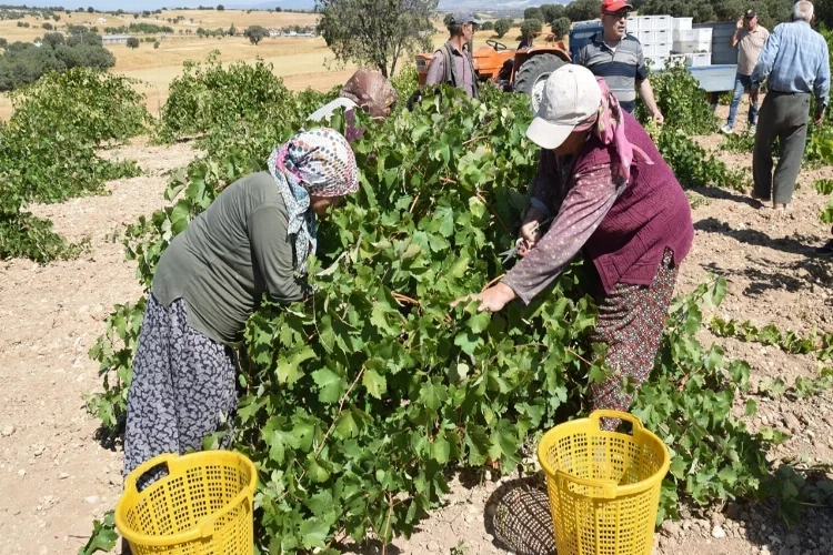 Uşak’ta bağ bozumu başladı