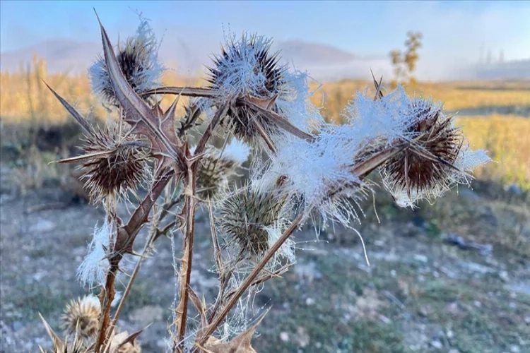 Ardahan'da sis, kırağı ve buzlanma oluştu haberinin görseli