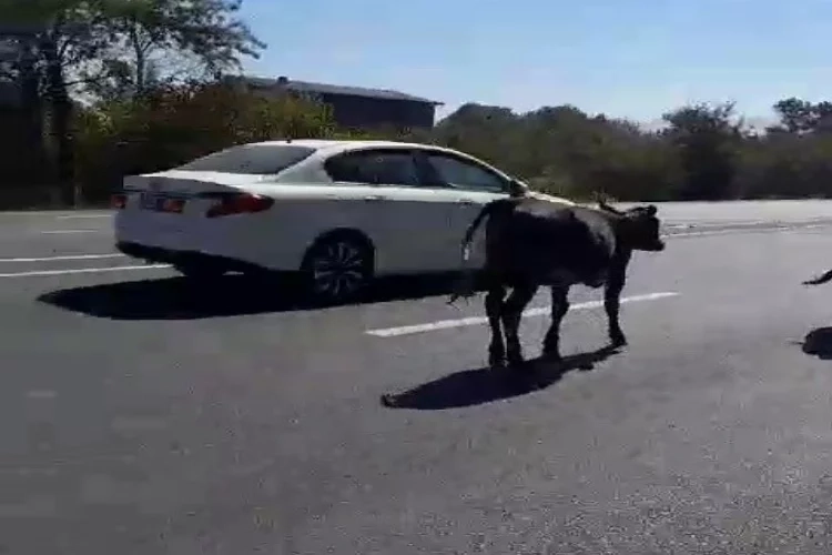 Düzce'de büyükbaş hayvanlar trafiği karıştırdı