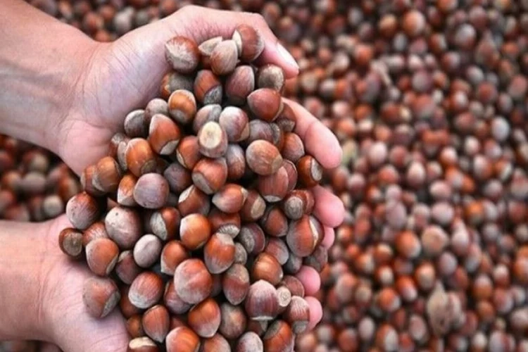 Serbest piyasada fındık 100 TL oldu haberinin görseli