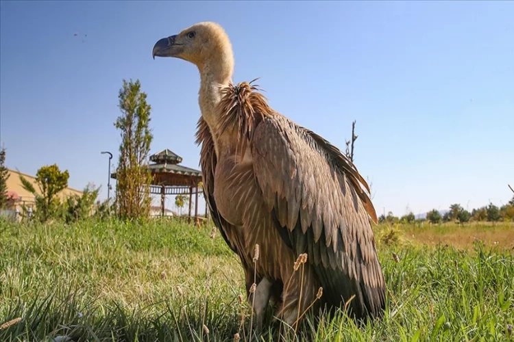 Bitkin halde bulunan kızıl akbaba tedavi altına alındı  