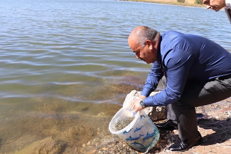 Sivas'ta yavru balıklar göllerle buluştu haberinin görseli