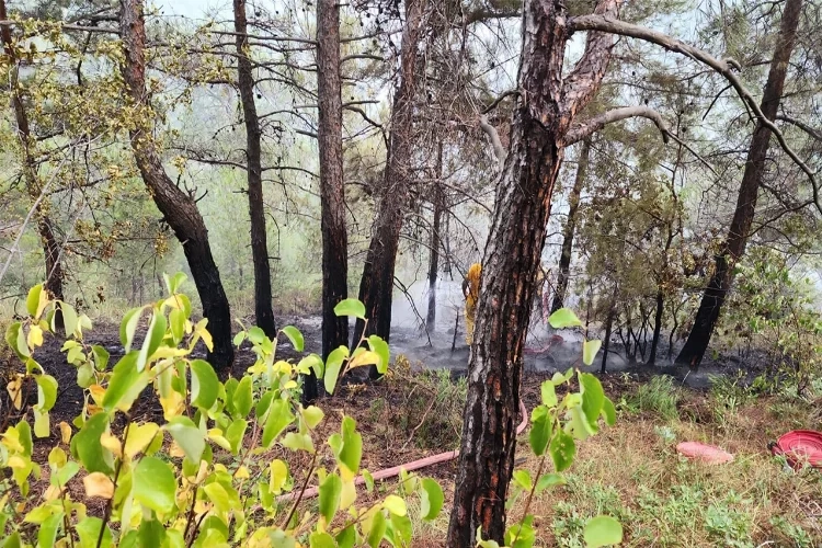 Hatay'da orman yangını haberinin görseli