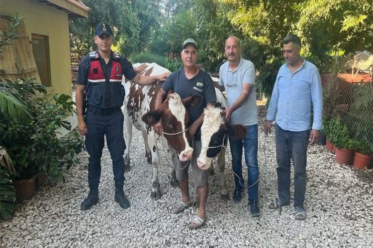Adana’da çalınan büyükbaşlar bulundu haberinin görseli