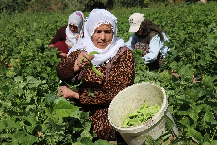 Van'ın 'Gevaş fasulyesi' coğrafi işaret aldı haberinin görseli