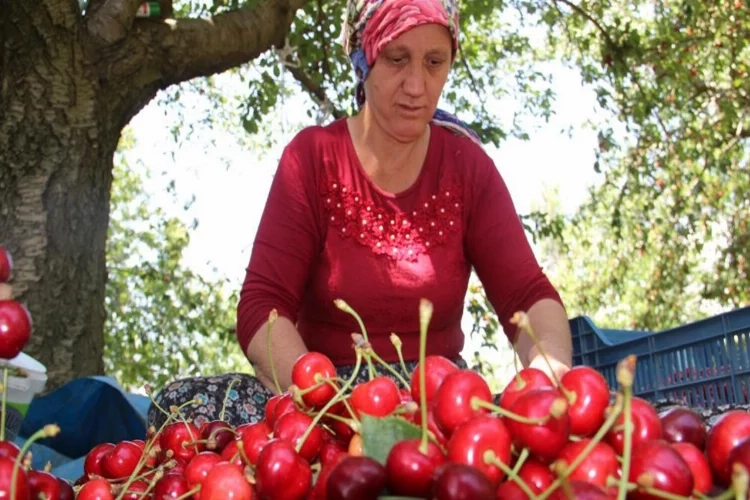 Ege'de olumsuz iklim şartlarına rağmen kiraz ve domates ihracatında rekor kırıldı haberinin görseli