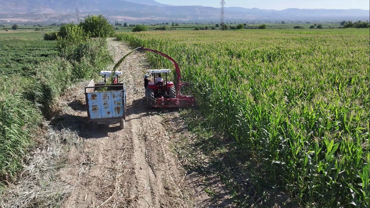 Denizli’de mısır hasadı sürüyor  