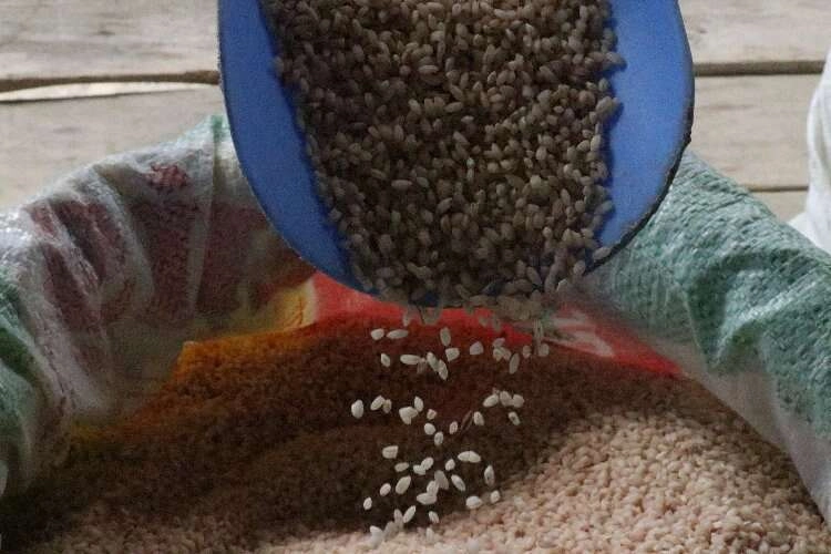 Bolu'nun bu pirinci çömlek patlatır haberinin görseli