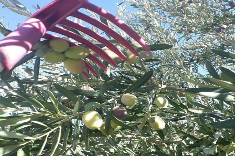 Mersin'de zeytin hasadı başladı