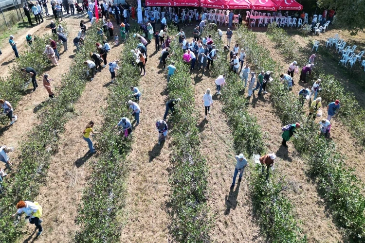 Aronya nedir, faydaları nelerdir? haberinin görseli