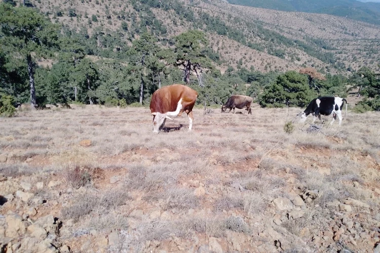 Eskişehir'de kayıp 15 büyükbaş jandarma desteğiyle bulundu haberinin görseli