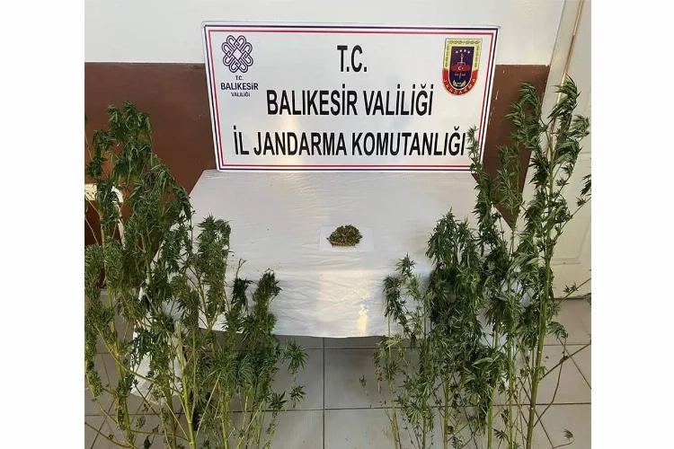 Balıkesir’de kenevir baskını haberinin görseli