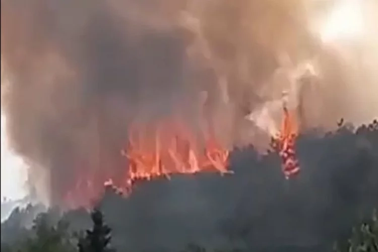 Kocaeli'de orman yangını çıktı haberinin görseli