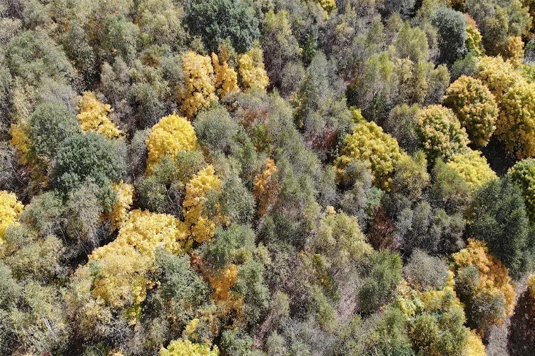 Artvin’e bu yıl sonbahar çok erken geldi… Fotoğraf tutkunları köyün yolunu tuttu