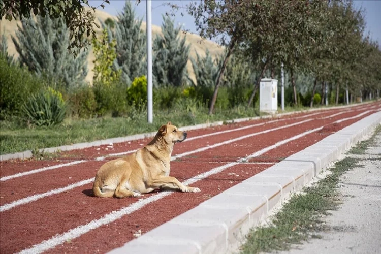 Ankara'da saldırgan sahipsiz köpekler için çözüm bekleniyor