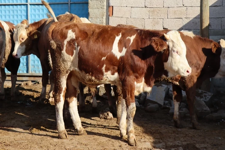 Ay-yıldızlı Çınar Tosun özel ilgi görüyor