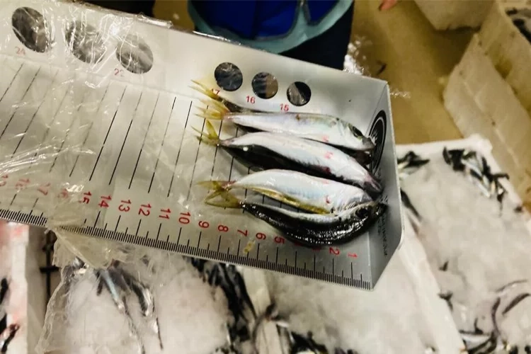 Boy yasağına aykırı avlanan 3 ton istavrit balığına el konuldu haberinin görseli