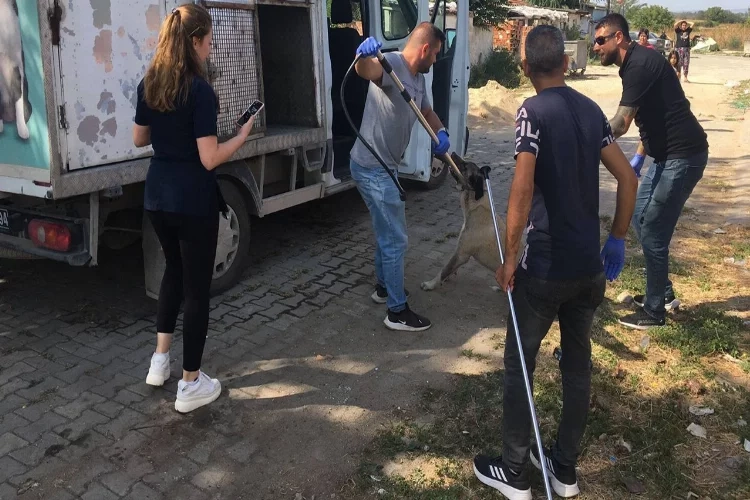 Edirne’de sahipsiz köpek denetimi haberinin görseli