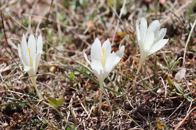 Erzurum’da 'vargit' çiçekleri açtı