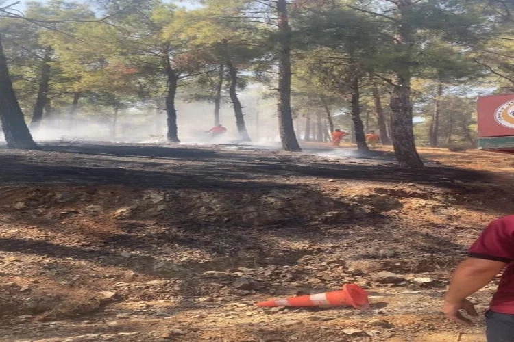 Hatay'da ormanlık alanda örtü yangını