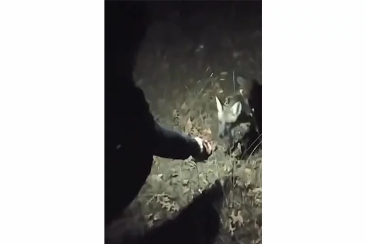 Köfteyle tilki beslediler haberinin görseli