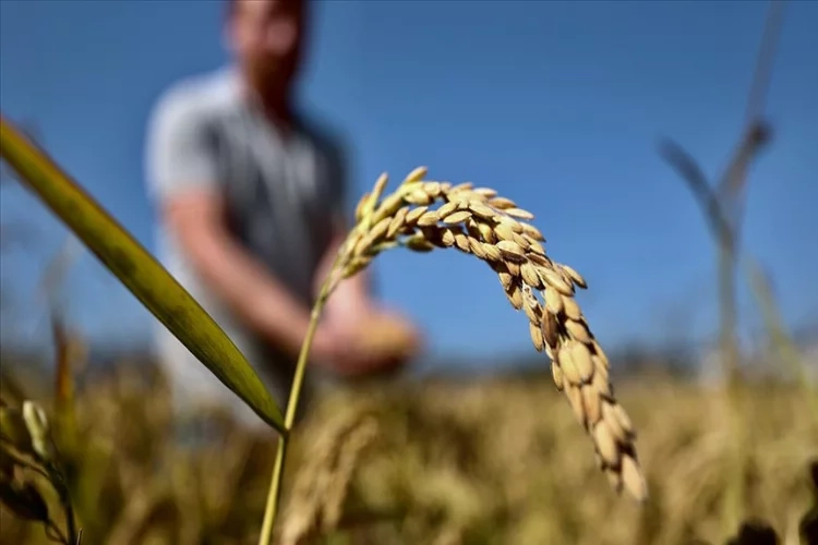 Konuralp pirincinde hasat başladı haberinin görseli
