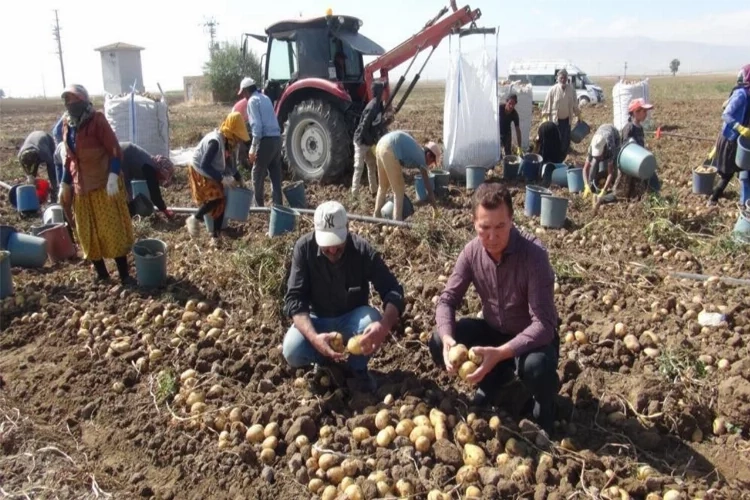 Patates işçilerinin ücreti belli oldu haberinin görseli