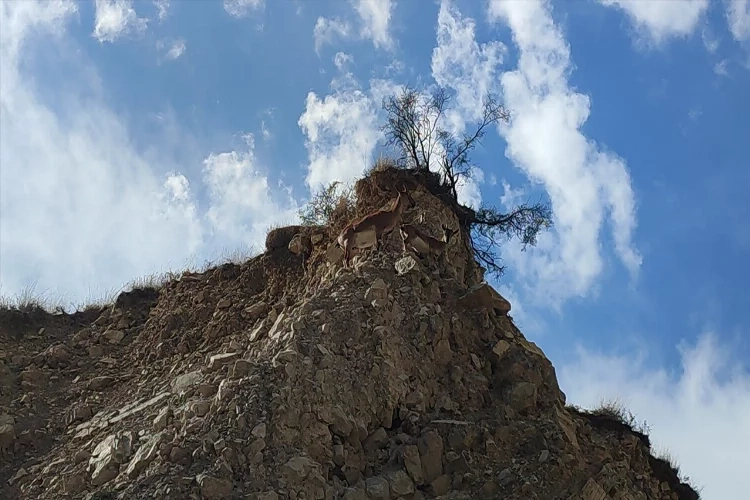 Dağ keçileri doğal hayatlarında görüntülendi