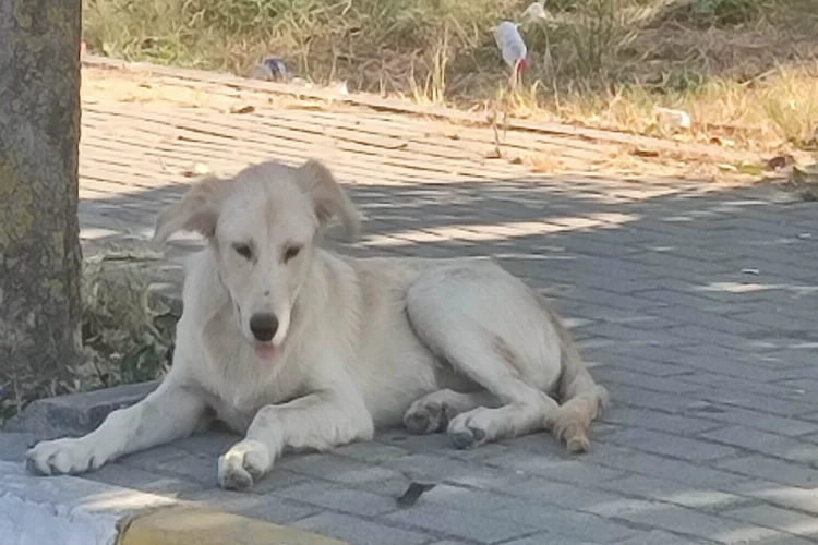 İstanbul'da boğazı kesik köpek bulundu