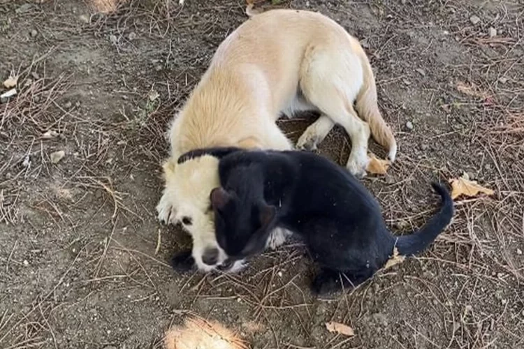 Süt kardeş olan kedi ve köpek yavrusundan örnek dostluk