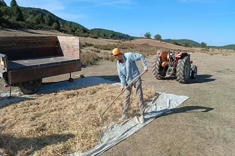 Kuru fasulyenin sofralara yolculuğu başladı