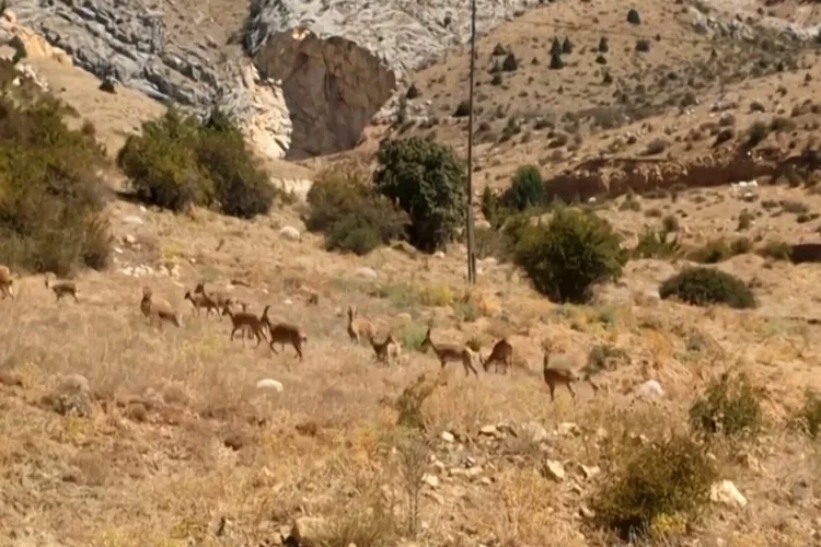 Gümüşhane'yi mesken tutan yaban keçileri her yerde görüntüleniyor