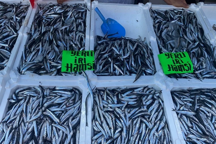 Zonguldak'ta hamsinin kilosu 80 liradan alıcı buluyor haberinin görseli