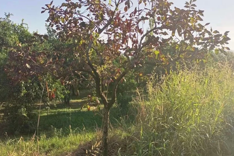 Aydın’da zeytin ve cennet hurması çalan hırsızlar yakalandı haberinin görseli