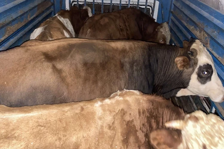 Ağrı’da büyükbaş hayvan çalan şahıs yakalandı haberinin görseli
