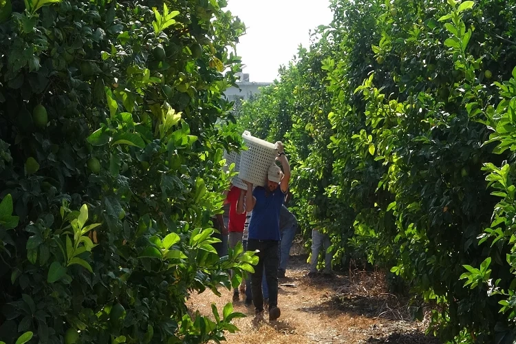 Mersin’de limon hasadı başladı haberinin görseli