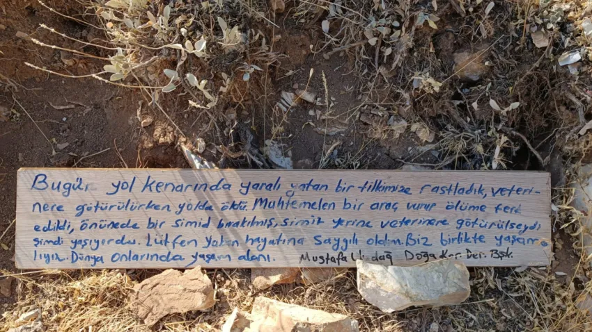 Yaralı bulunan tilki (2)