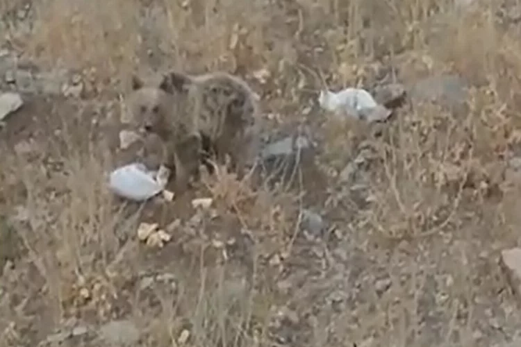 Hakkari'de ayıya yiyecek bıraktılar haberinin görseli