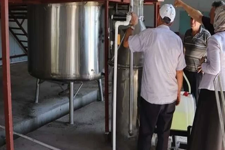 Afyon’da lavanta hasadı: 2 ton 900 kilogram lavanta yağı elde edildi