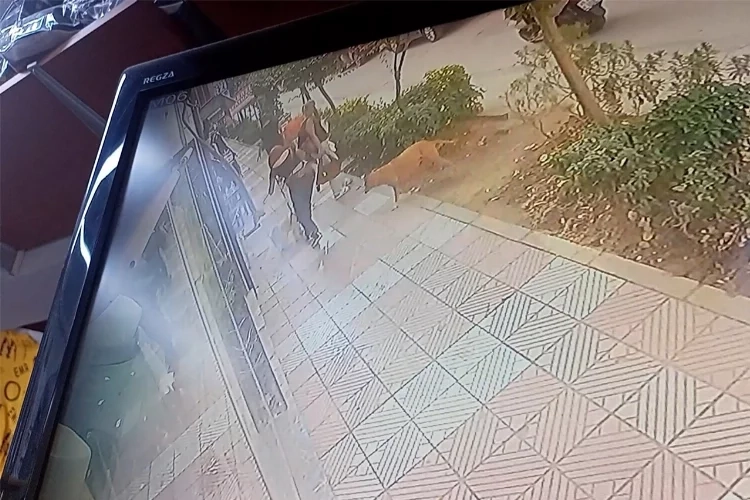 Başıboş pitbull dehşet saçtı haberinin görseli
