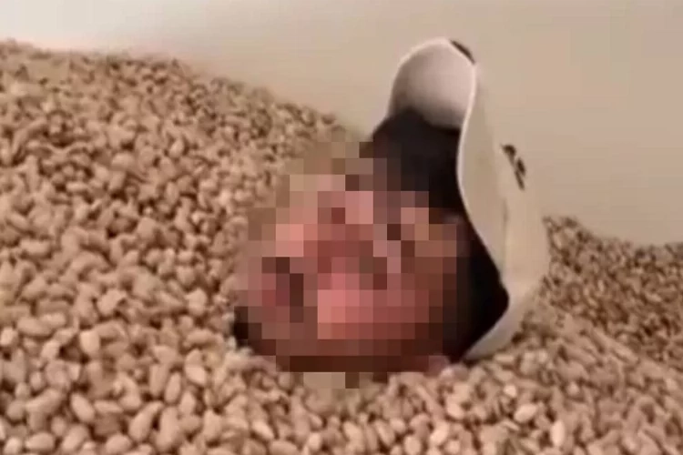 Siirt'te fıstık deposunda yüzdü haberinin görseli