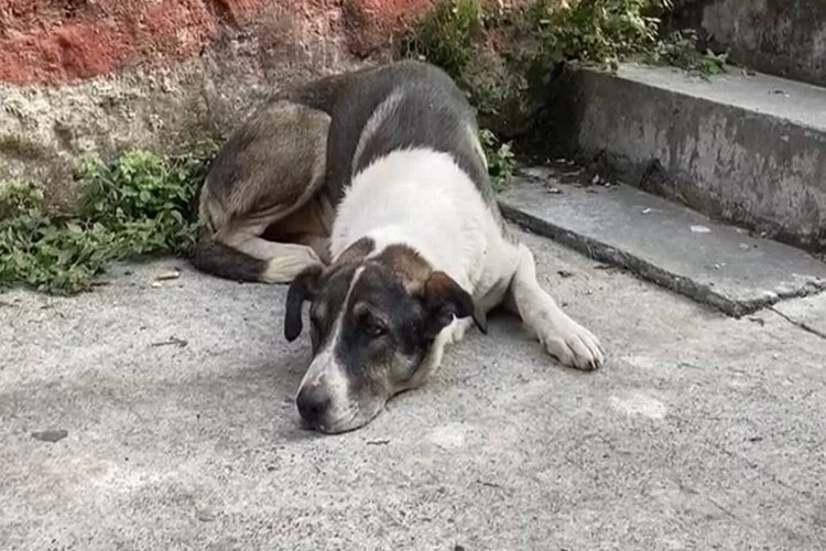 Yaralanan can dosta mahalleli sahip çıktı haberinin görseli