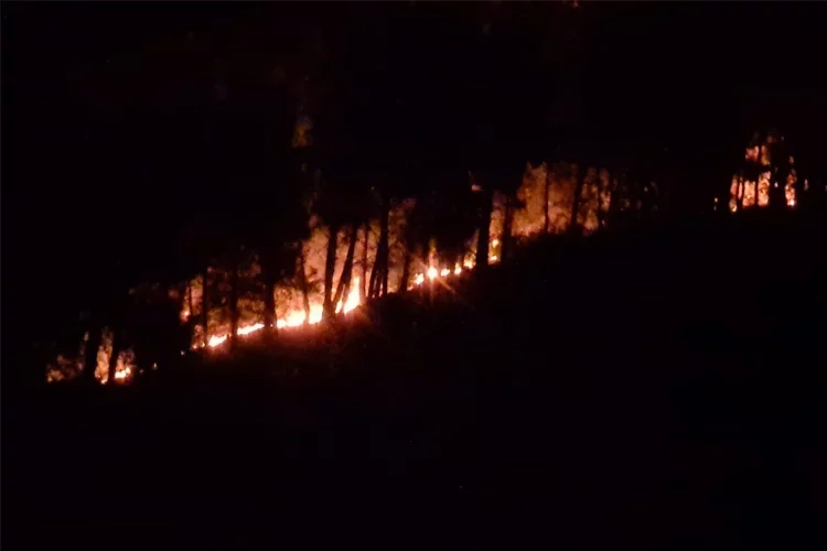 Adana’da orman yangını haberinin görseli