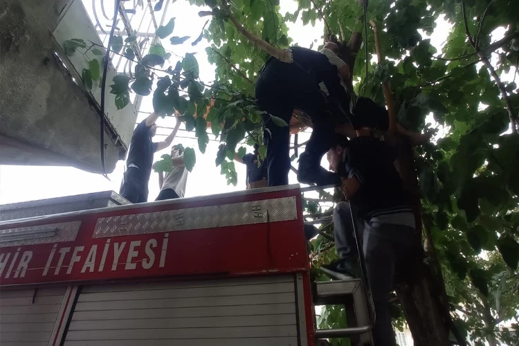 Ağaçta kalan kediyi kurtarmak isterken mahsur kaldı haberinin görseli