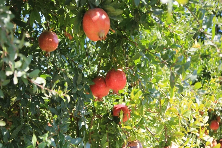 Zeytinköy'de 'Nar neşesi, şen tanesi' şenliği haberinin görseli
