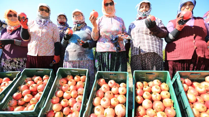 Nar Neşesi Şen Tanesi (2)