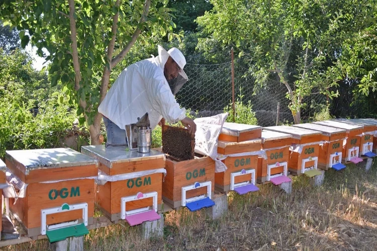 Balıkesir’e 'Bal şehri' tescilli haberinin görseli