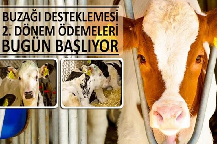 Buzağı desteklemesi 2'nci dönem ödemeleri başladı